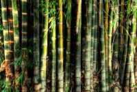 Cara Menggunakan Bambu Buntet