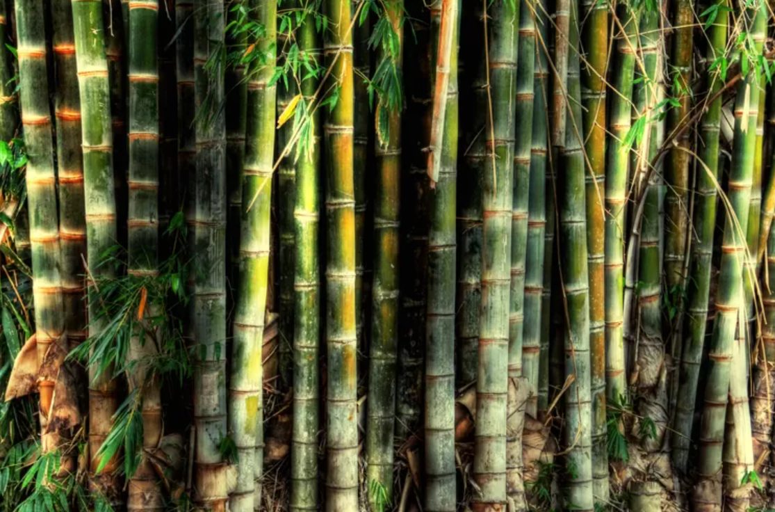 Cara Menggunakan Bambu Buntet