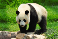 Mengenal Lebih Dekat: Jenis dan Fakta Unik tentang Hewan Panda