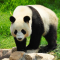 Mengenal Lebih Dekat: Jenis dan Fakta Unik tentang Hewan Panda