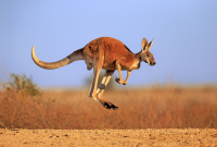 Jenis dan Fakta Unik dari Hewan Kanguru