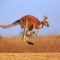 Jenis dan Fakta Unik dari Hewan Kanguru