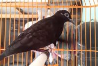 Jenis dan Mitos Burung Perkutut Hitam