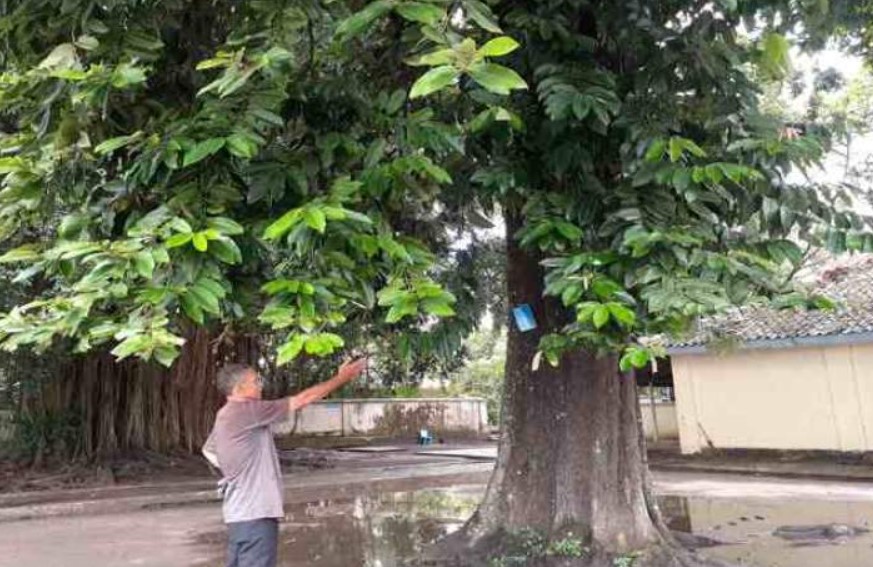 Khasiat Ghaib Kayu Sulastri