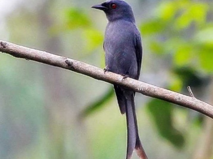 Mitos Burung Srigunting