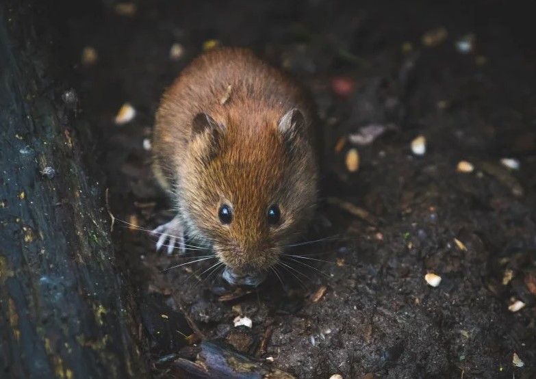 Kejatuhan Tikus Dari Atas Pertanda Apa