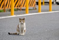 Hampir Menabrak Kucing di Jalan