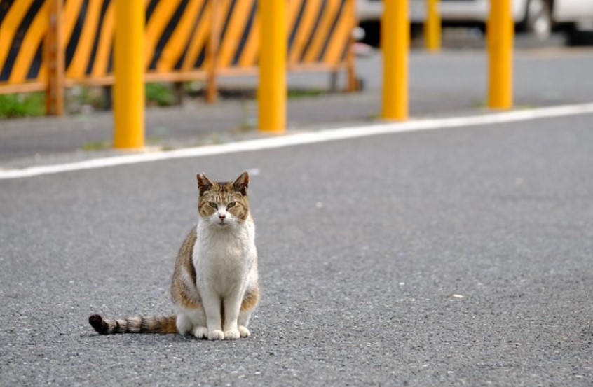 Hampir Menabrak Kucing di Jalan