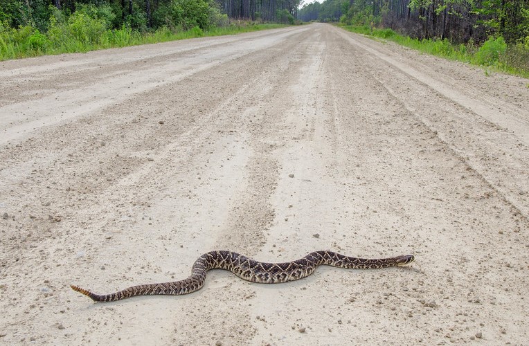 Pertanda Jika Melindas Ular di Jalan