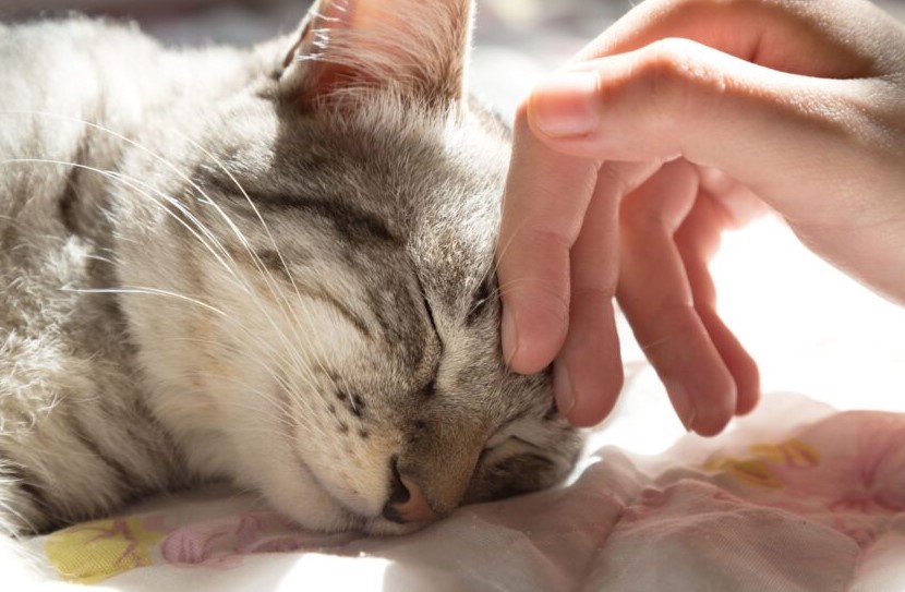 Dilompati Kucing Saat Tidur Merupakan Pertanda Sial